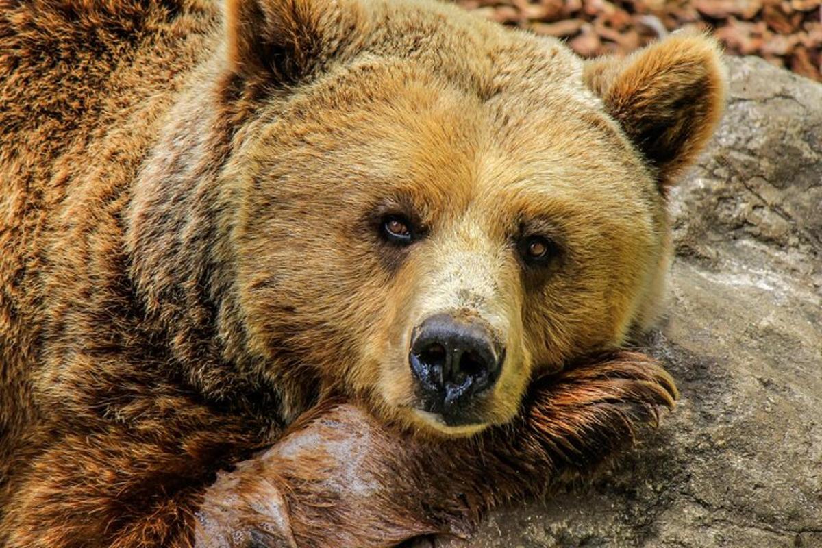 a large brown bear laying on a rock