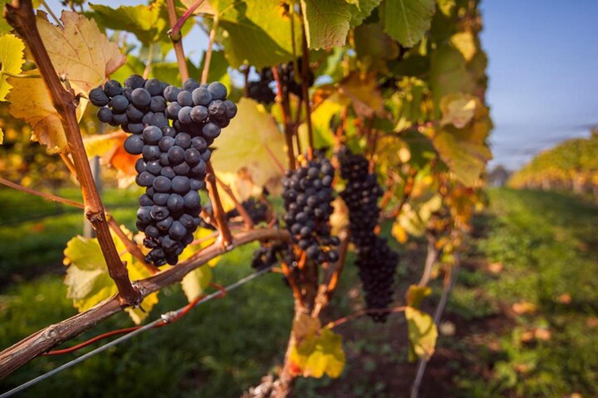 un grappolo d'uva nera appeso a un albero