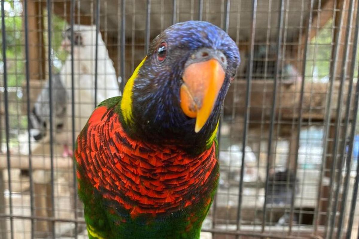 ein bunter Vogel steht in einem Käfig