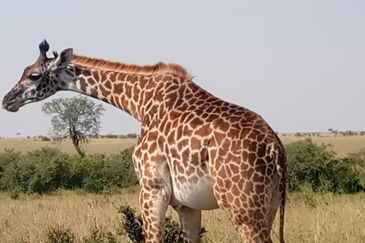 uma girafa está parada em um campo