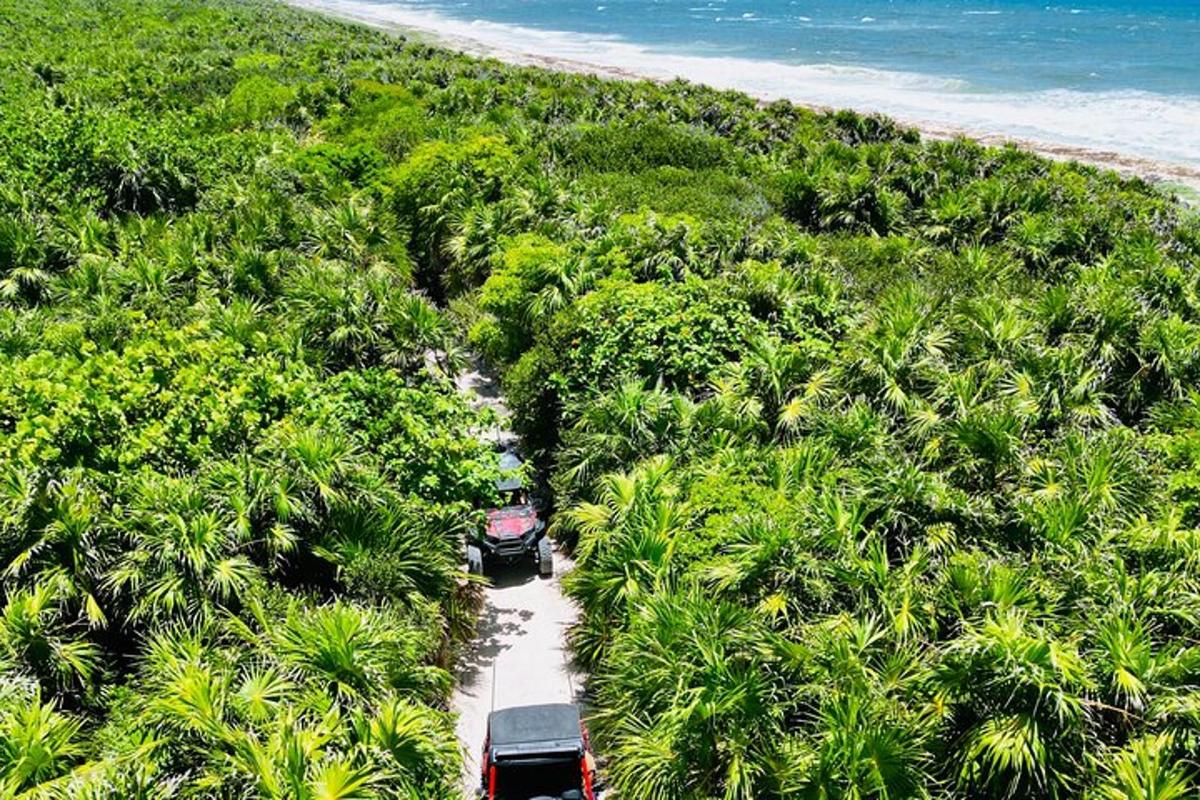 dos autobusos circulant per una carretera a través d'un bosc de palmeres