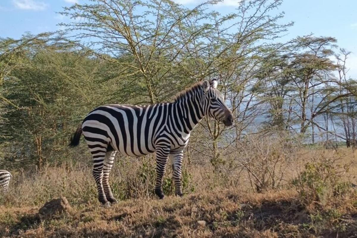 una zebra dempeus en un camp d'herba