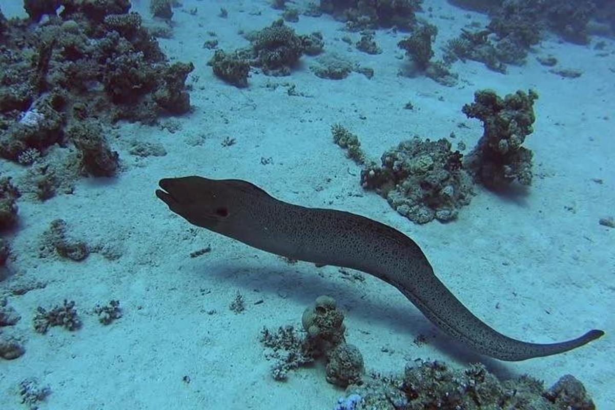 uma cobra nadando na água perto do recife