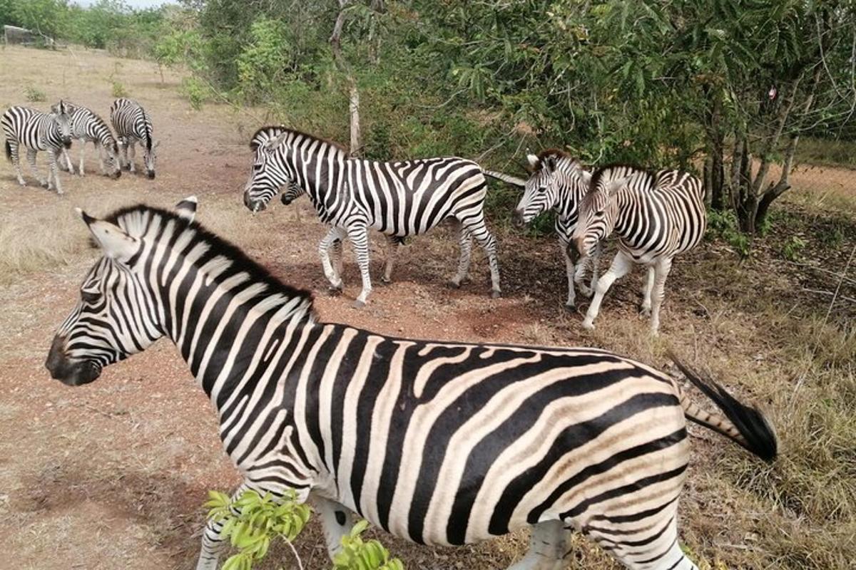 o turmă de zebre stând pe un câmp