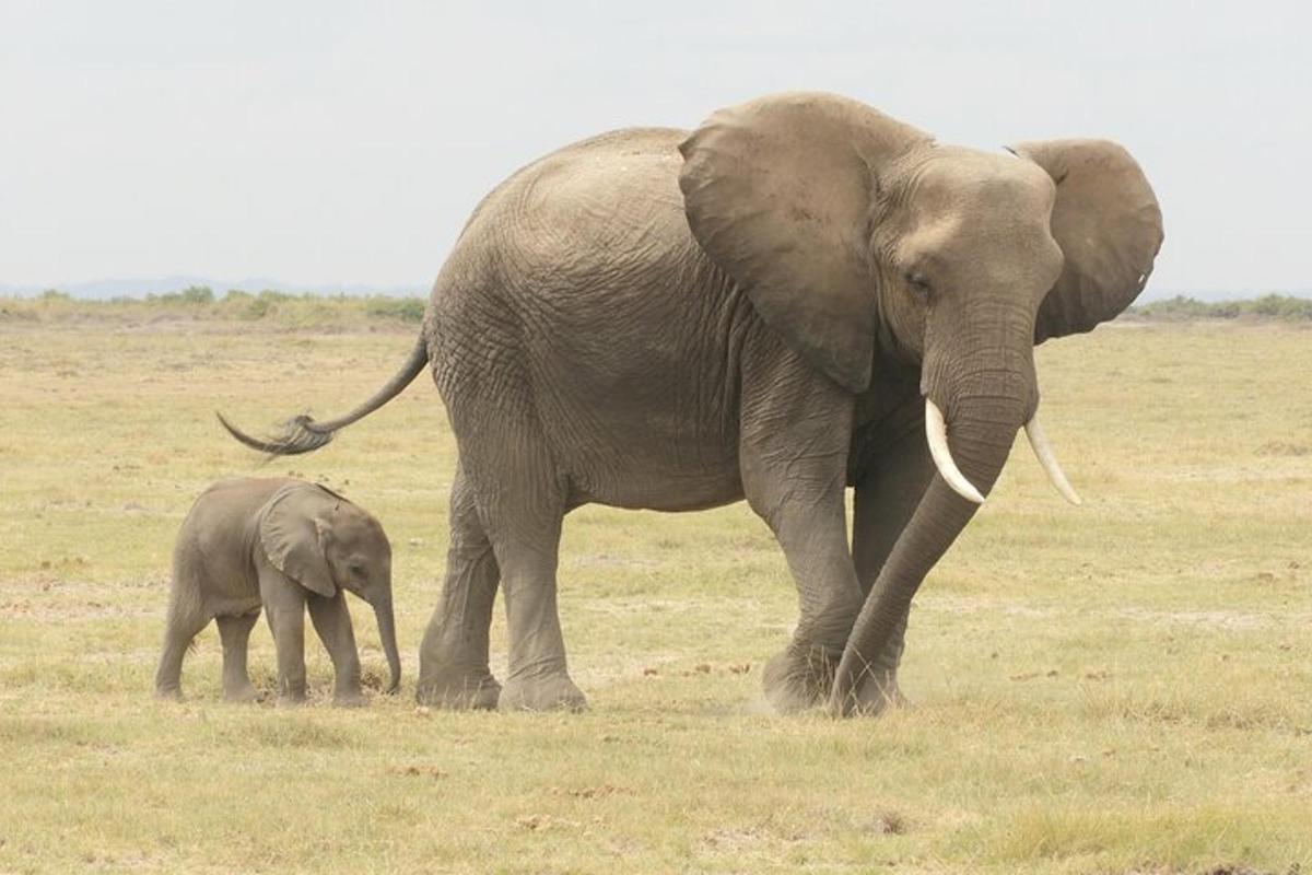 um bebê elefante ao lado de um elefante adulto