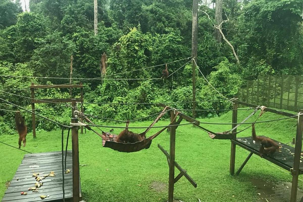 two brown bears in a swing in a field