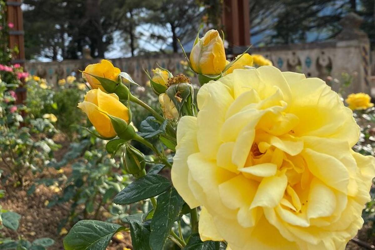 una rosa groga creix en un jardí