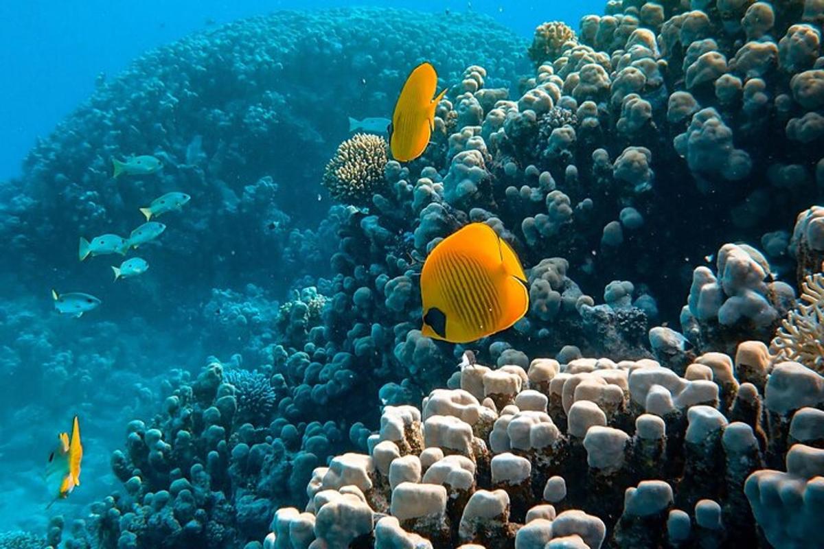 a coral reef with fish in the ocean