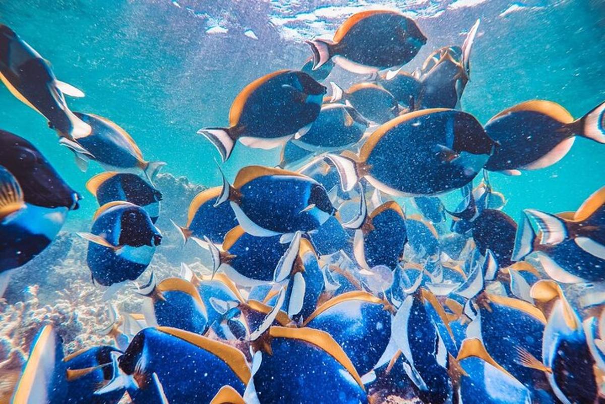 a group of fish swimming in the water