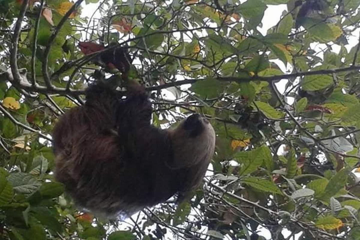 sloth yang tergantung pada dahan pokok