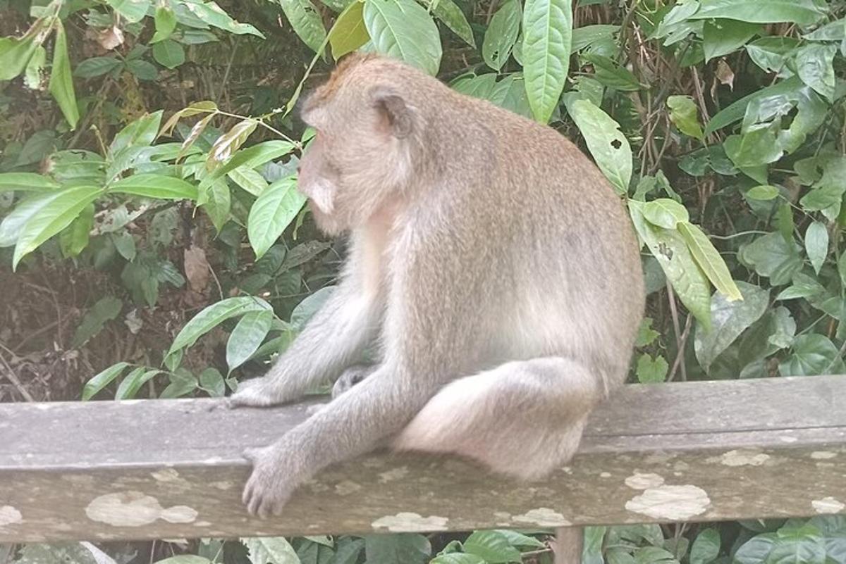 a monkey sitting on top of a wooden bench