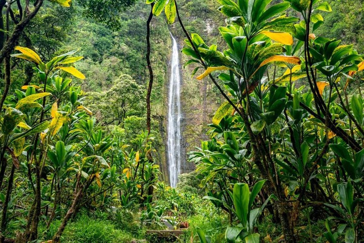 a waterfall in the middle of a forest
