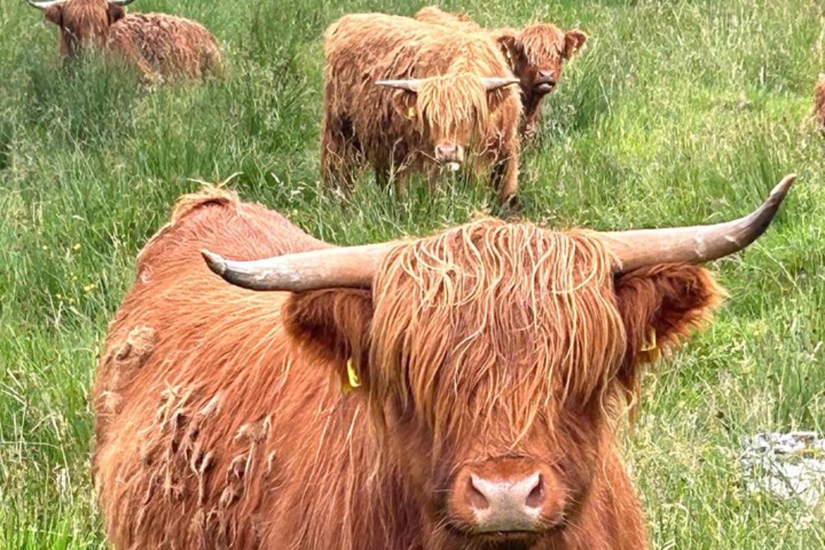 una mucca con lunghe corna in piedi in un campo