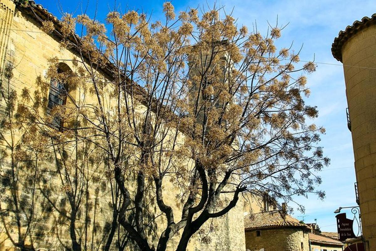 un albero che si erge di fronte a un edificio con un edificio