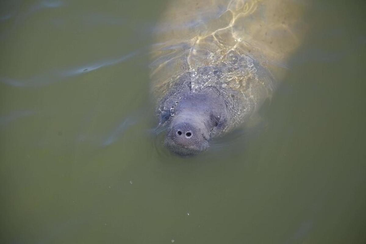 a sea turtle swimming in the water