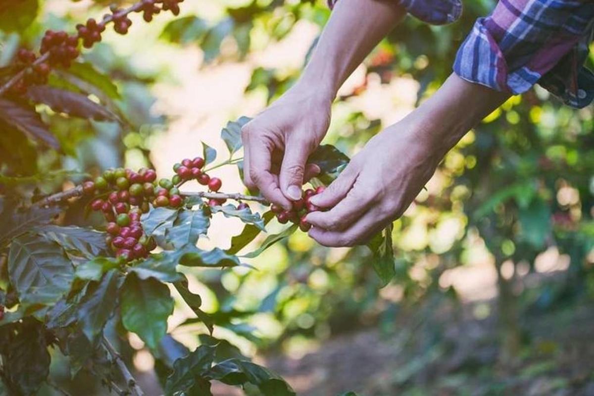 a person holding on to a bunch of berries on a tree