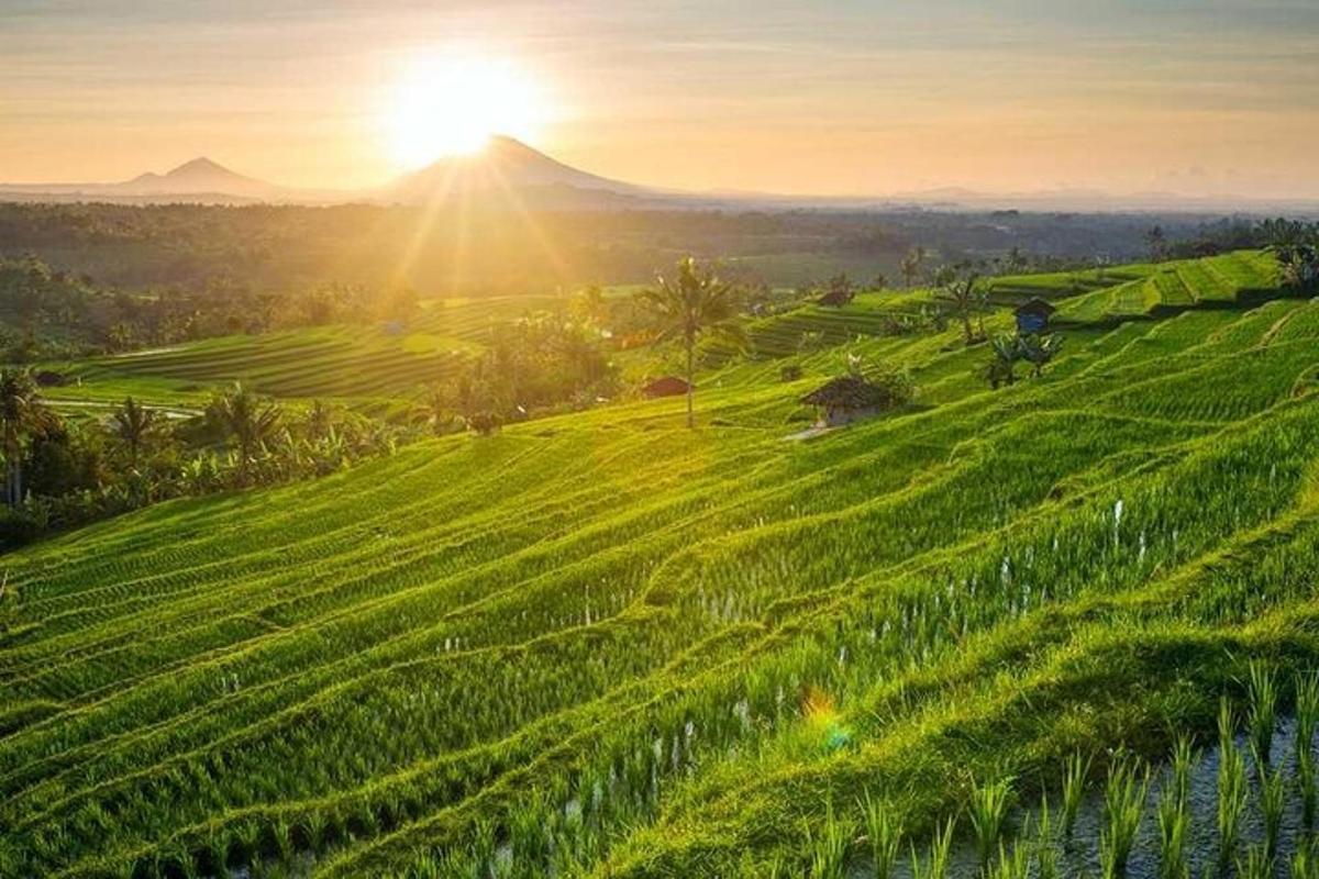 ein grünes Feld mit der Sonne, die hinter einem Berg untergeht