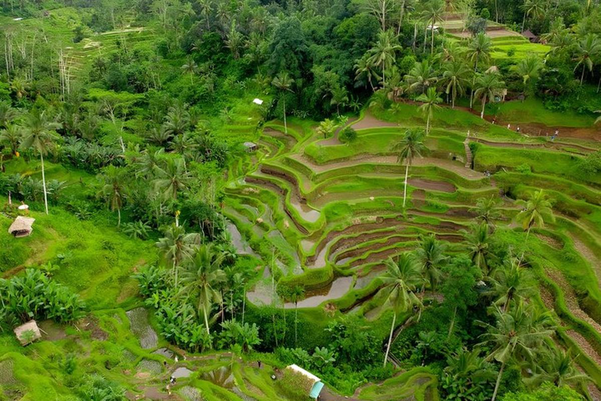 una vista aerea di un campo con palme