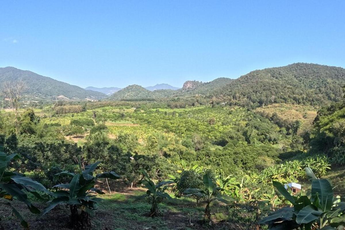 a view of a forest with mountains in the background