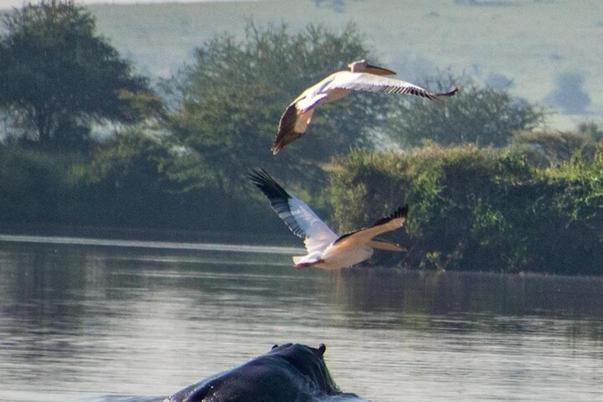 zwei Vögel fliegen über ein Nilpferd im Wasser