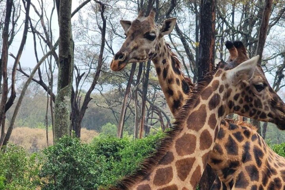 zwei Giraffen stehen nebeneinander