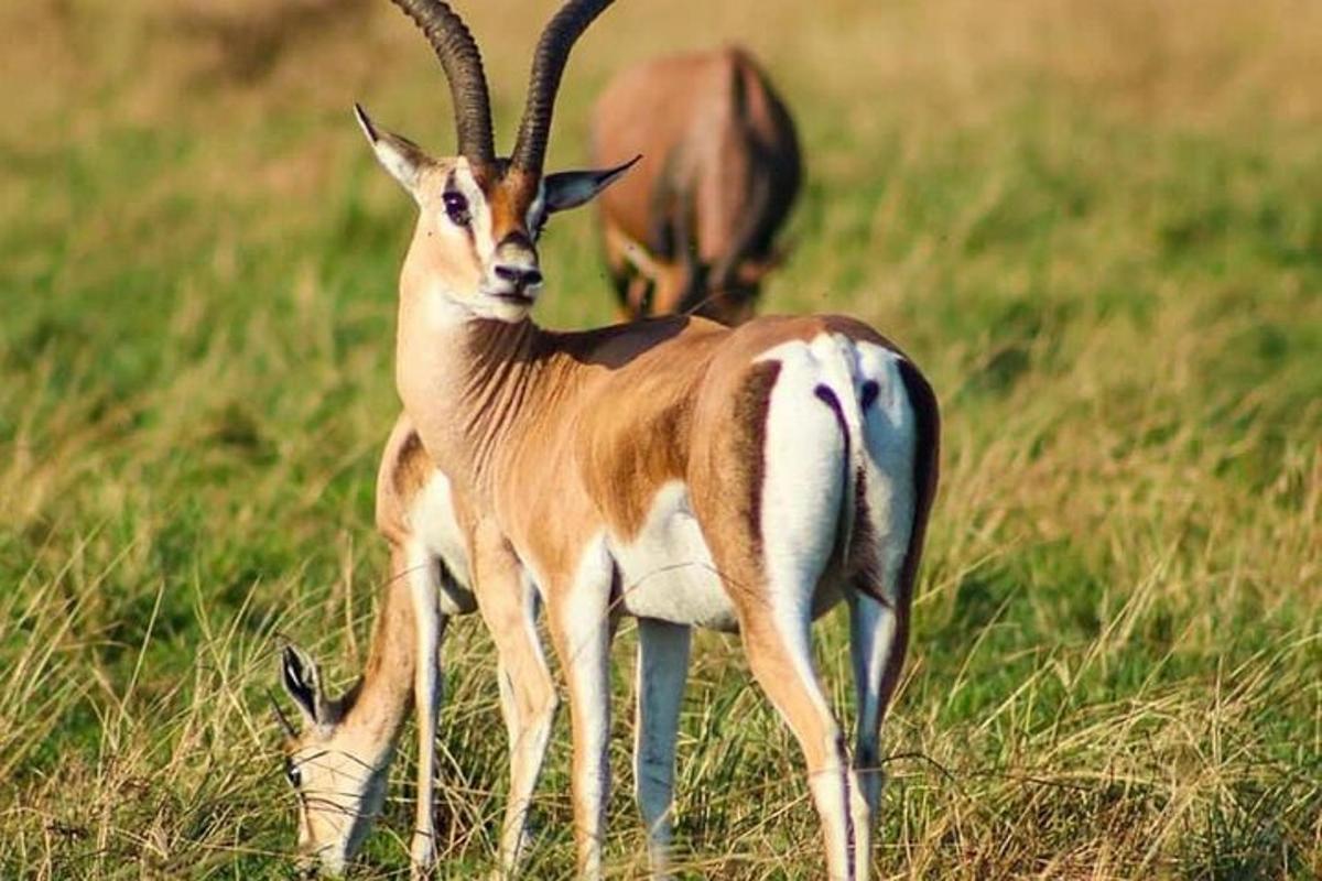 eine Gazelle, die auf einer Graswiese steht