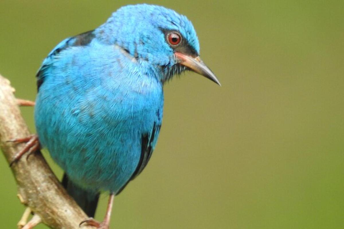 a blue bird sitting on a tree branch