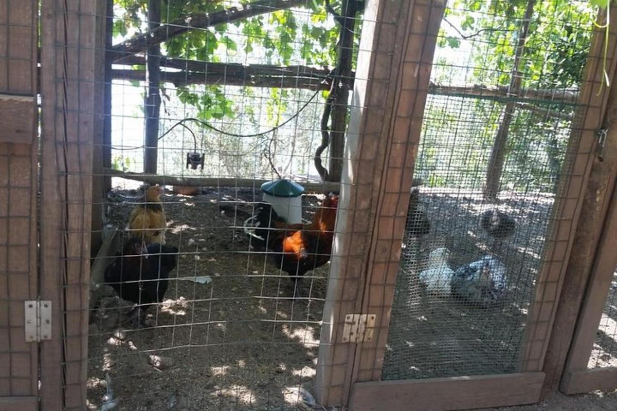 una gabbia piena di polli in un cortile
