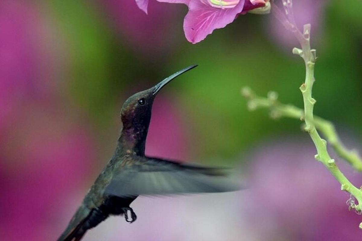 um beija-flor bebendo de uma flor rosa