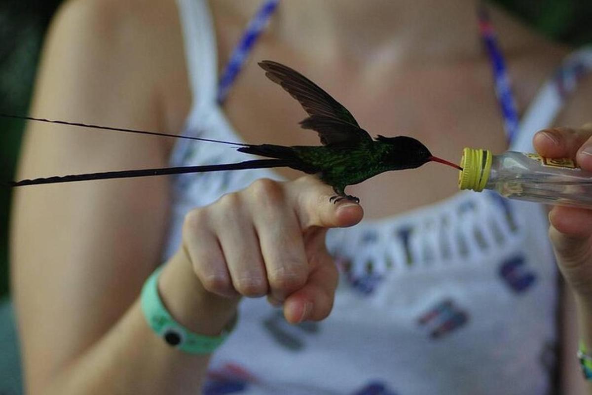 uma mulher segurando um beija-flor se alimentando de uma mamadeira