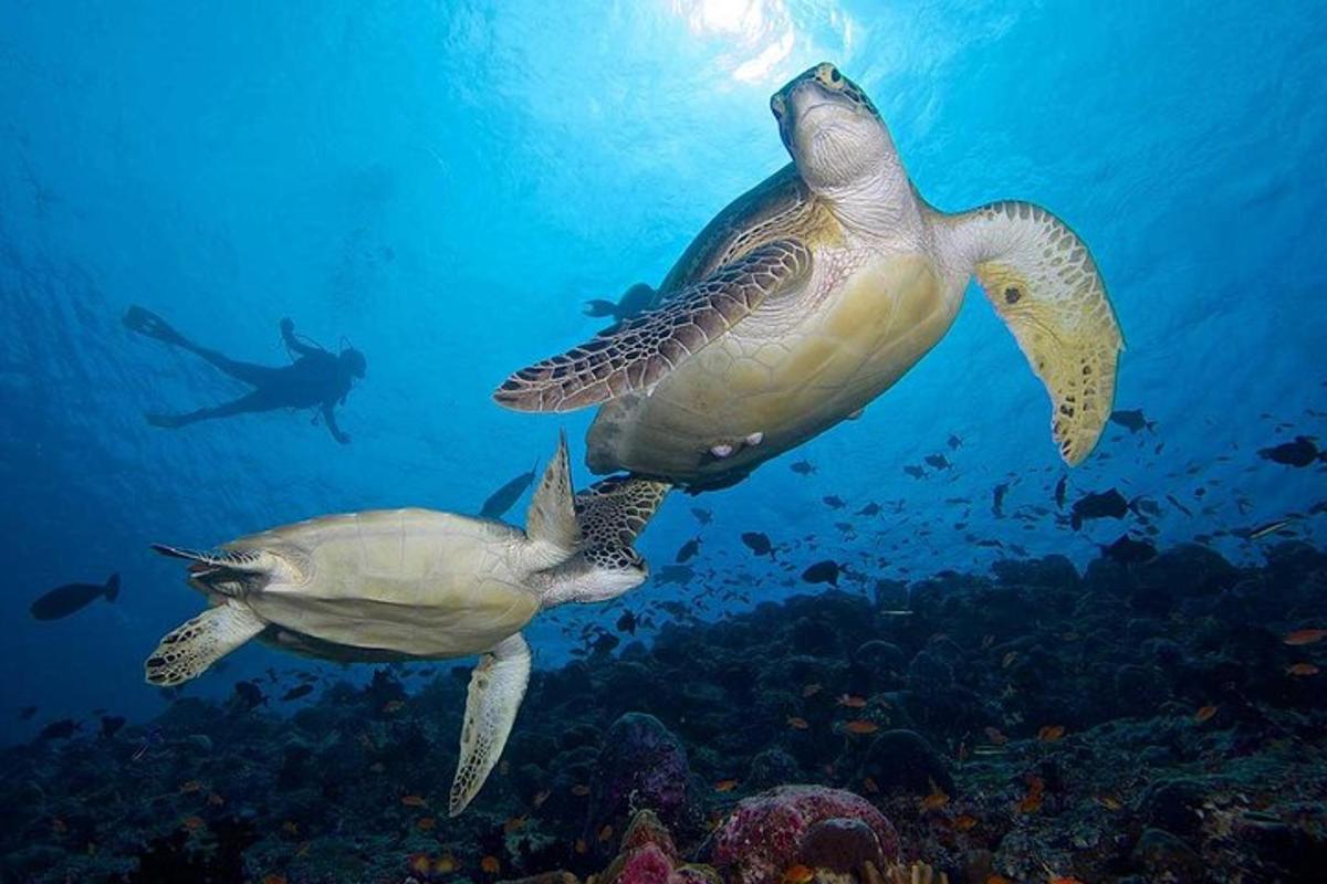 a turtle and a diver in the ocean