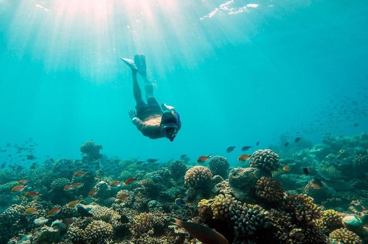 a person swimming over a coral reef