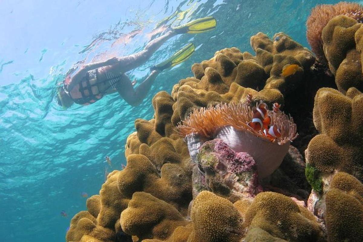 a person is swimming over a coral reef