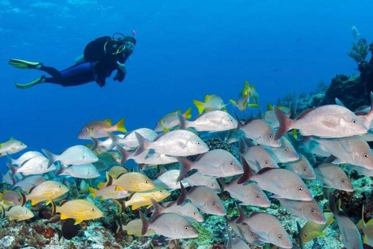 a diver swimming over a coral reef with fish