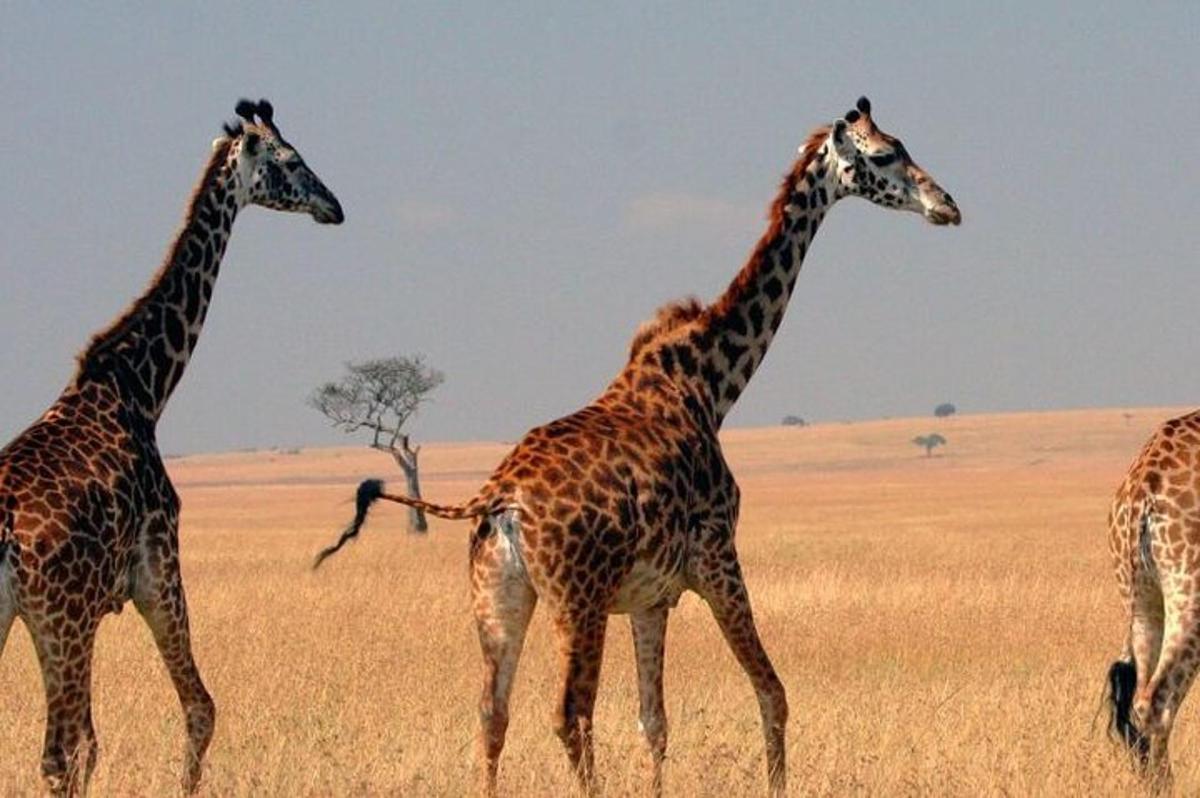 three giraffes walking in a field of grass