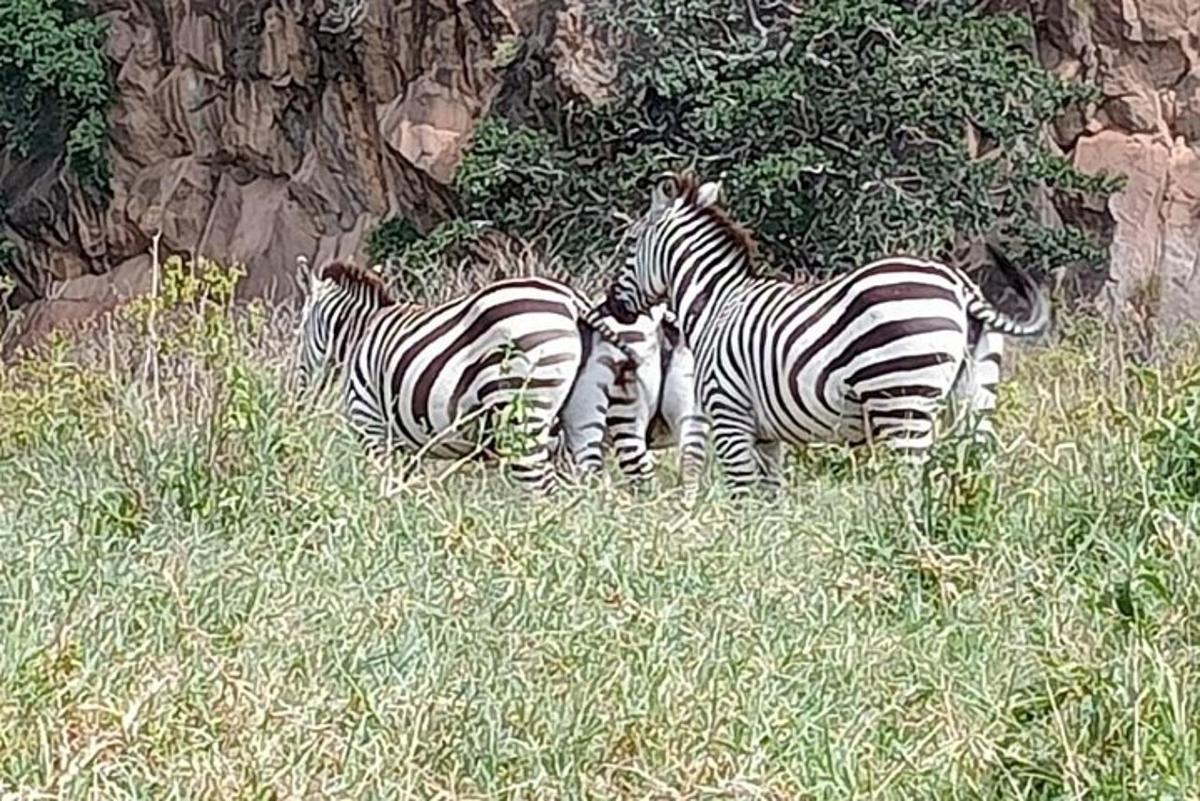 three zebras standing in a field of tall grass