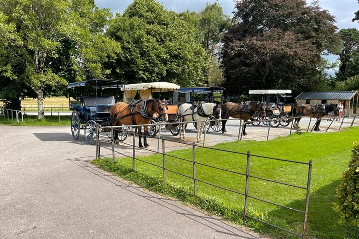 a group of horses pulling a carriage down a street