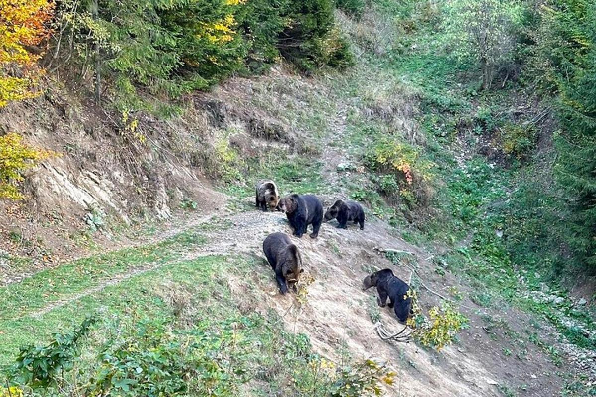 sekumpulan gajah berjalan di jalan tanah
