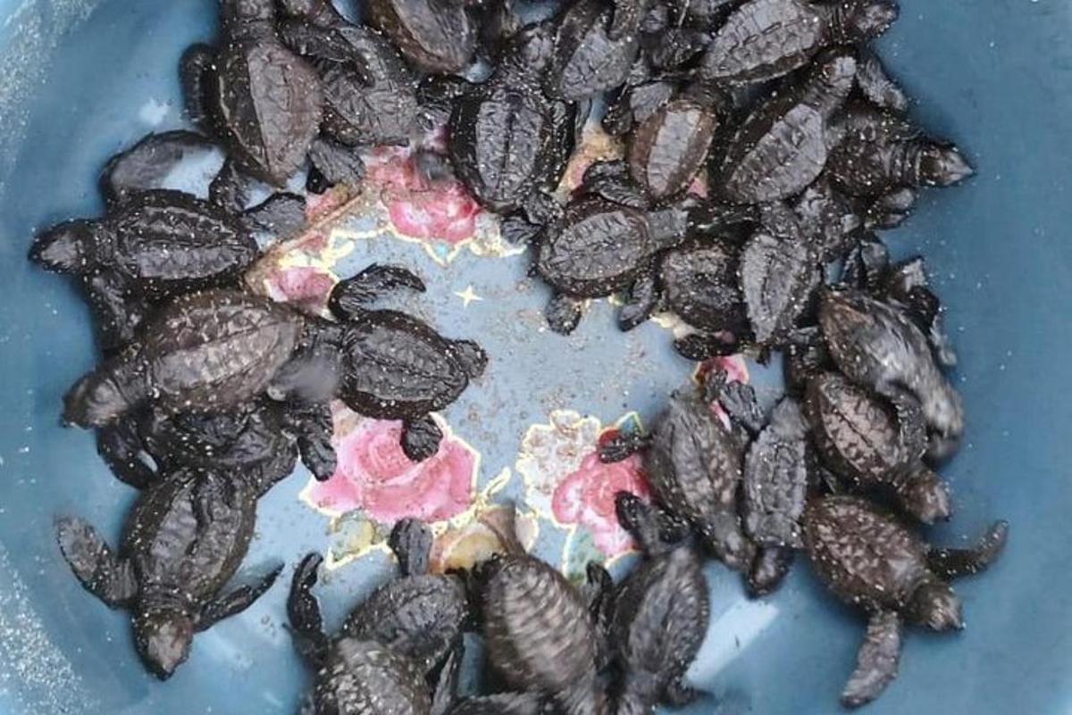 egy kék tányér teknősökkel és virágokkal rajta