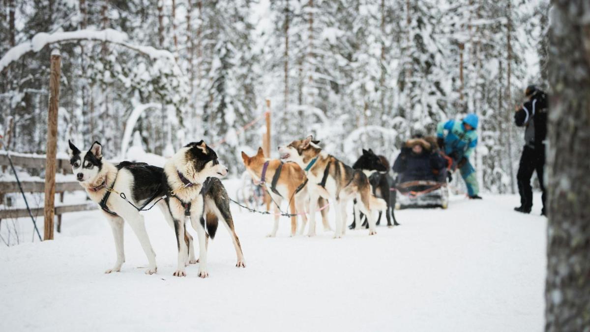 een groep honden die in de sneeuw staan