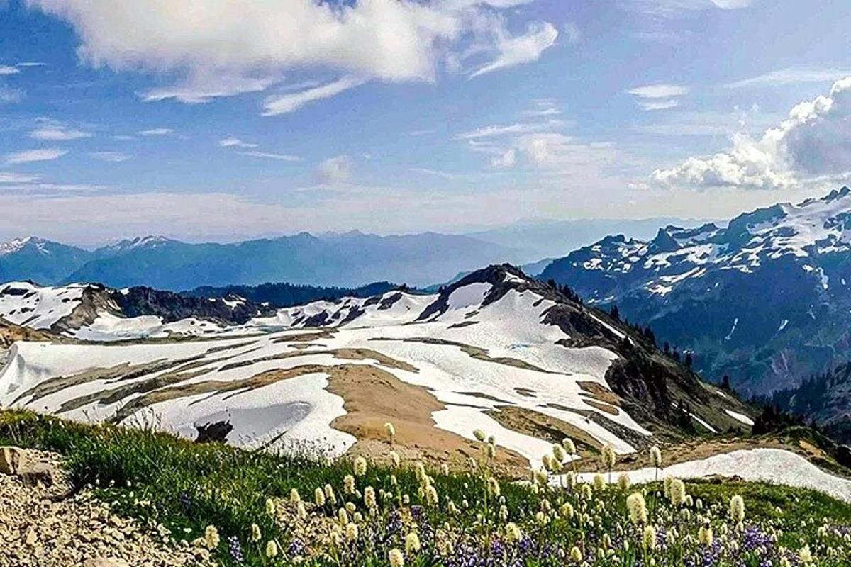 utsikt over et snødekt fjell med blomster