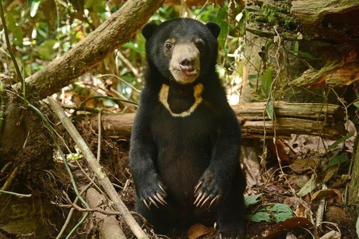 a black bear sitting on the ground in the woods