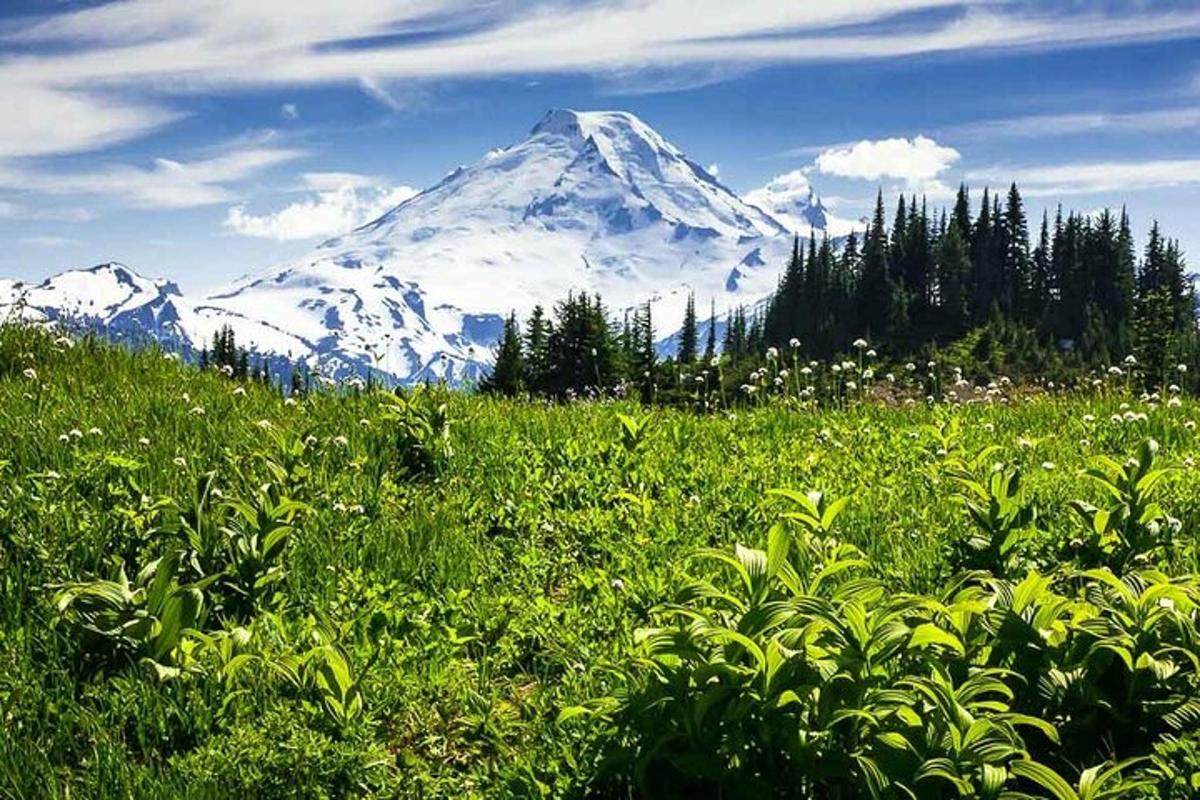 una montagna in lontananza con un campo d'erba