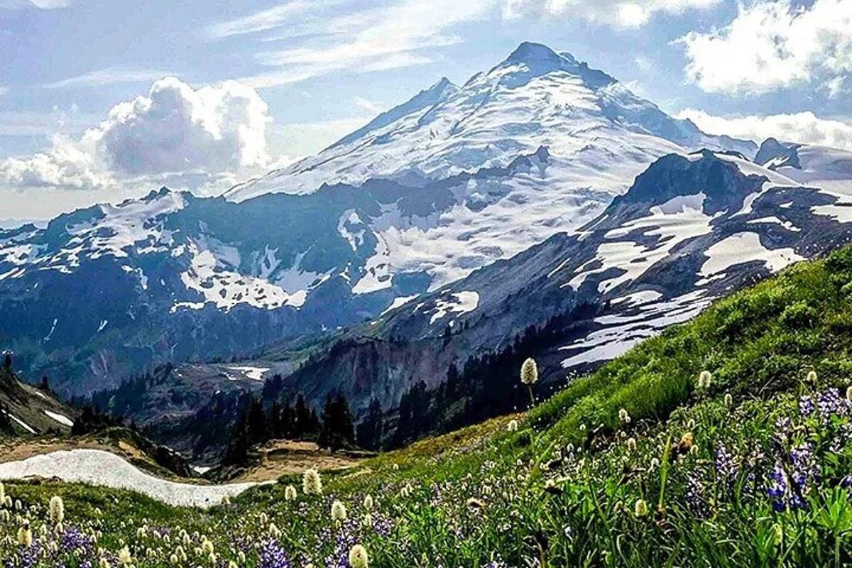 una montagna coperta di neve con un campo di fiori