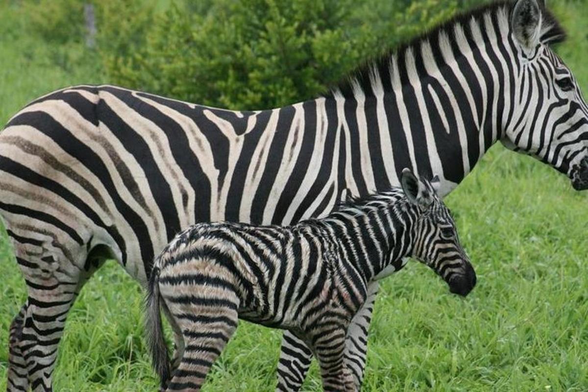 a zebra and a baby zebra standing in a field
