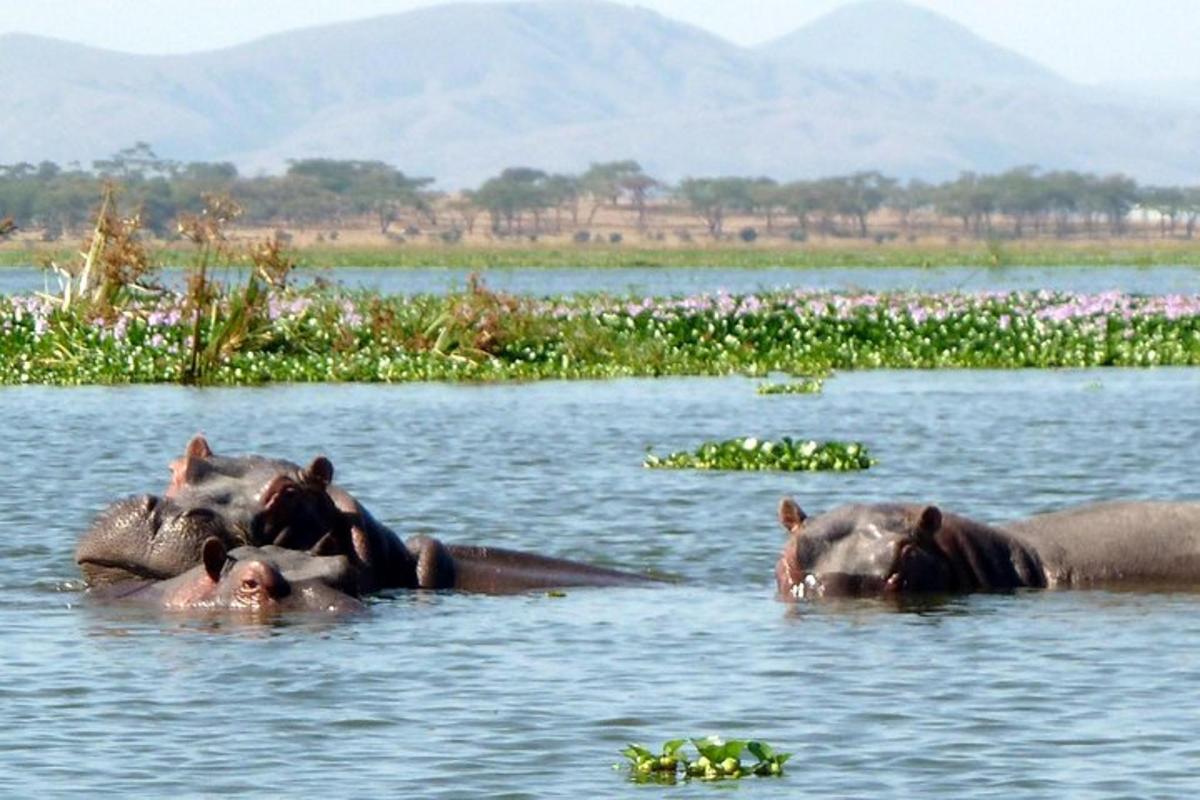 a group of elephants swimming in the water