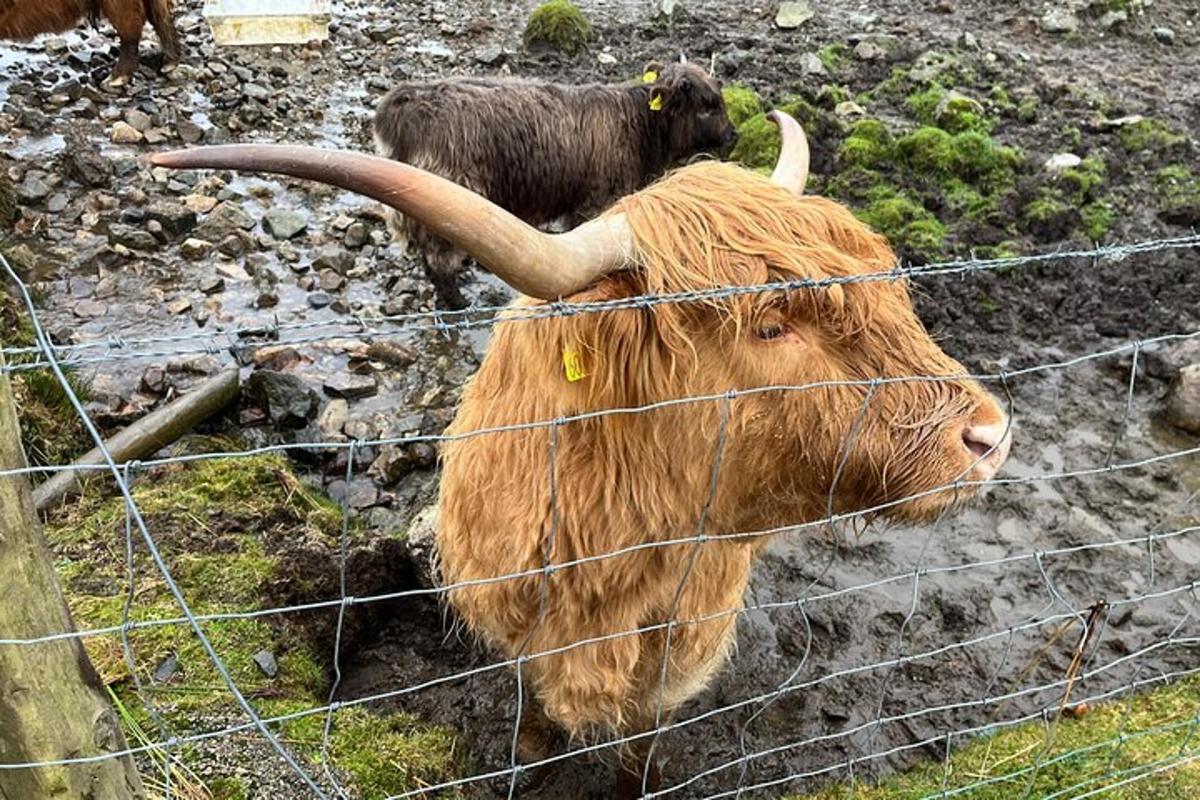 a cow with long horns standing behind a fence