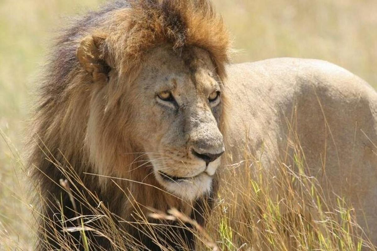un leone è in piedi nell'erba alta