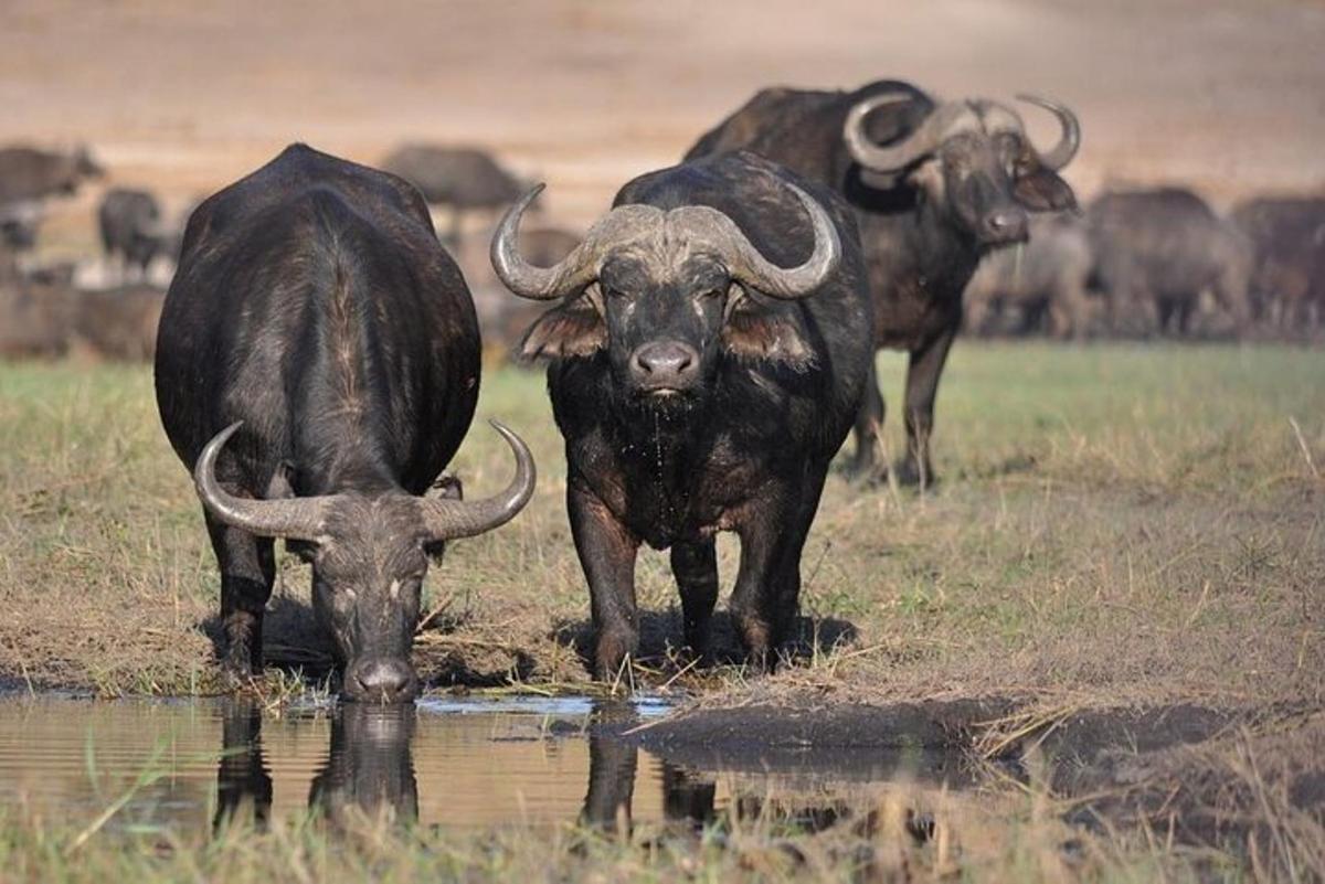 una mandria di bufali in piedi in un campo che beve acqua