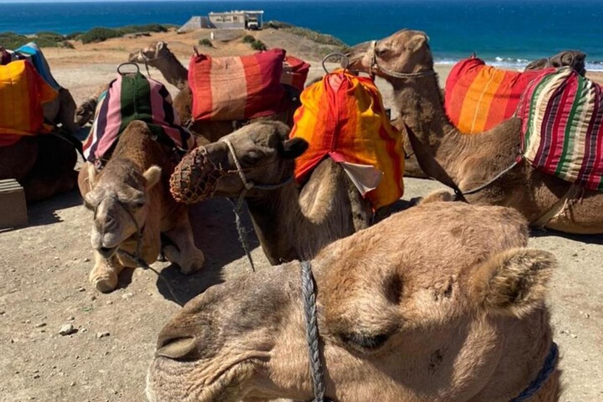 一群骆驼停在海滩上